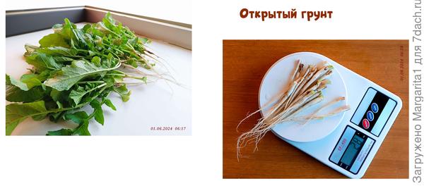 Замерить массу каждого корнеплода в отдельности не удалось ...