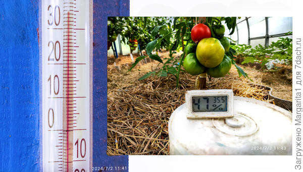 температура окружающего воздуха и температура в теплице