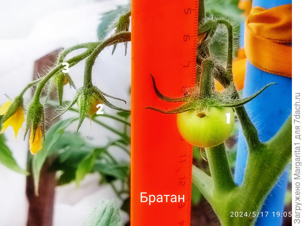 Завязи Братан