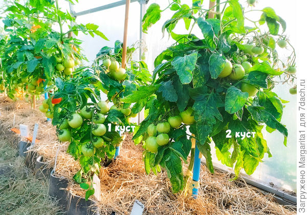 Томат Министр