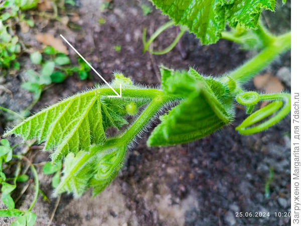 женские бутоны