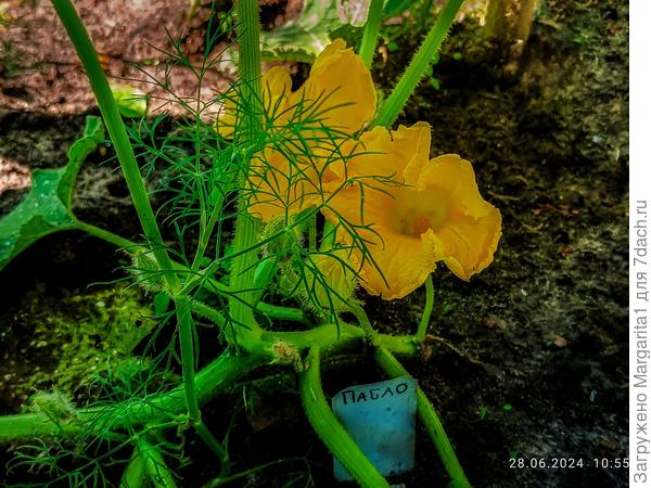 мужские цветки