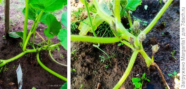 мужские цветки