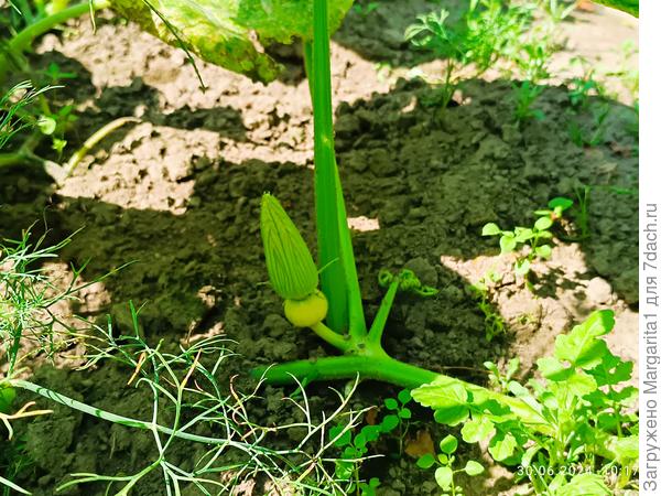 женкий бутон