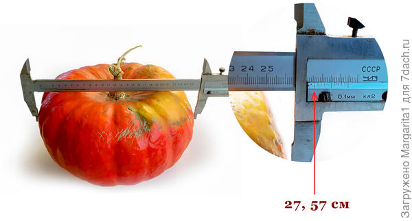 диаметр тыквы 5 кг