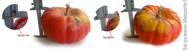 толщина тыквы 5 кг