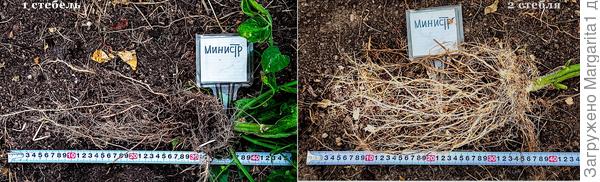 корневая система томата "министр" длинной более 30 см