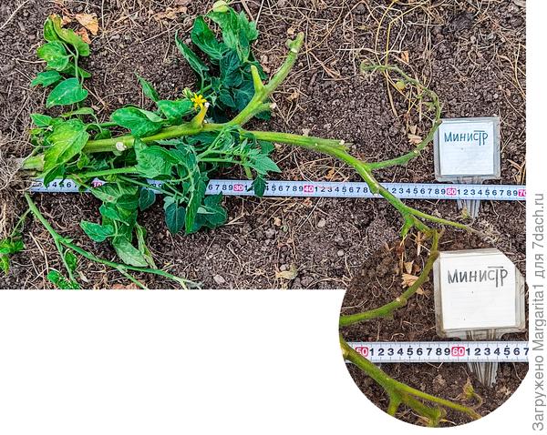 Куст томата Министр в один ствол, высота 60 см