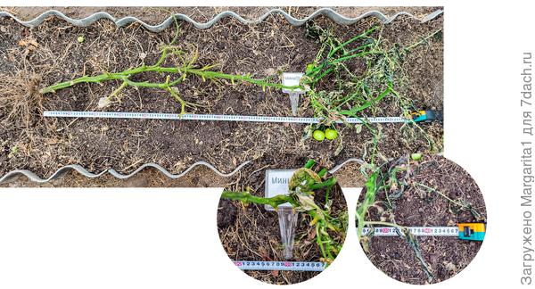 Куст томата Министр в два стебля завершковался на высоте 100 см,верхний пасынок достиг высоты 140 см.