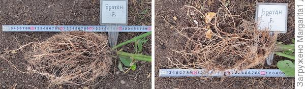 Корневая система томатов длиной более 30 см