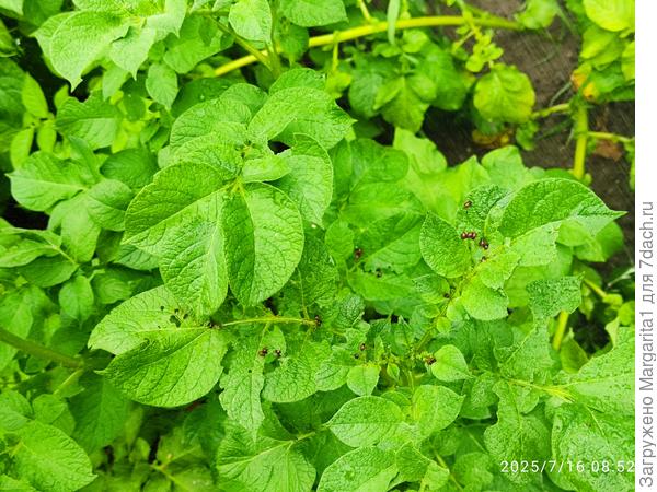 Первые колорадики замечены 16 июля