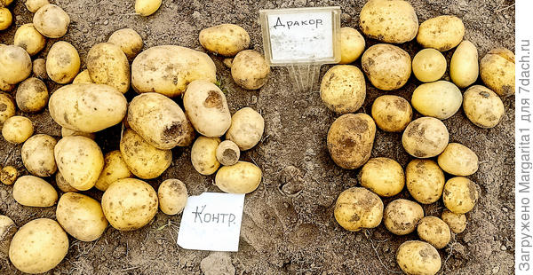 Слева - контрольный картофель, справа - тестируемый