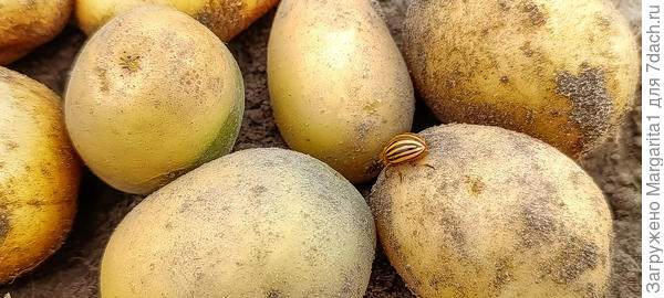 Картофель, который был предварительно обработан средством «Дракор» перед посадкой