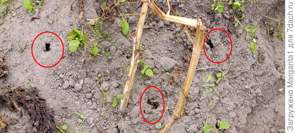 Следы деятельности медведки