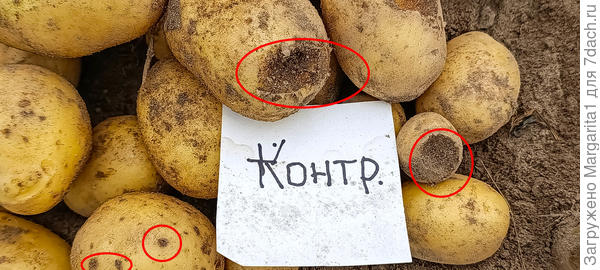 Результаты деятельности медведки