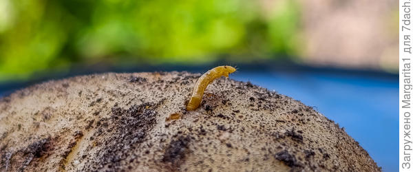 Личинка проволочника