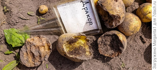 Результат деятельности водяных крыс (черных полевок)