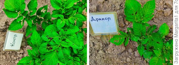 Листья поврежденные жуком