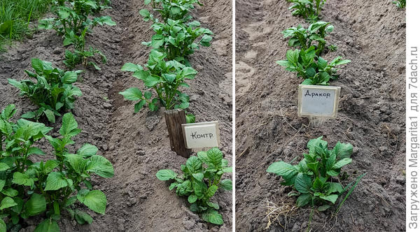 Картофель. 10 июня 2025 года