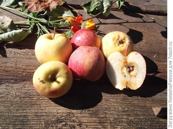 Сорта яблонь для Псковской области названия, фото, описание