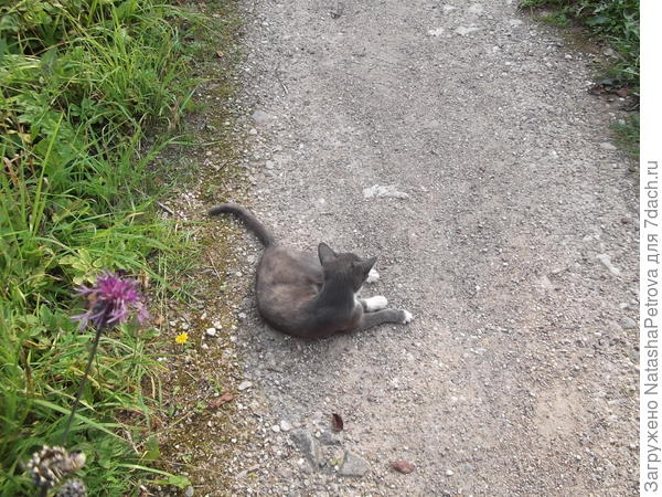 Дорога перед домом, по которой иногда ездят машины