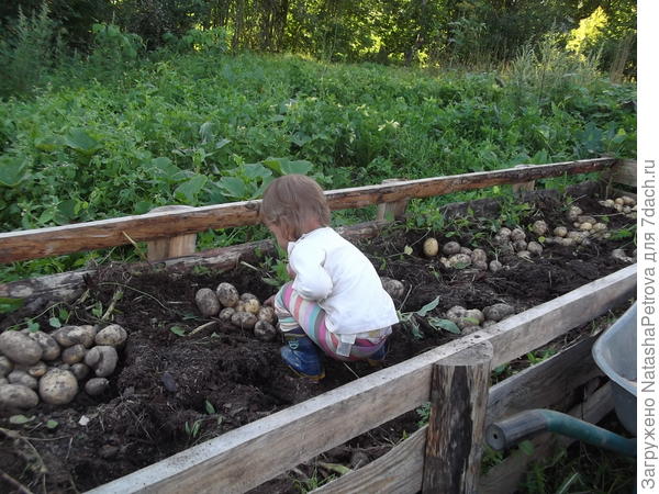 Люба и картошка