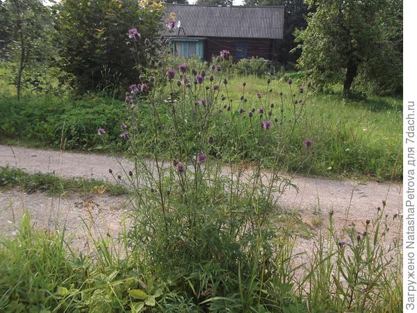 Дом одних из ближайших соседей, вид с дороги около нашего дома