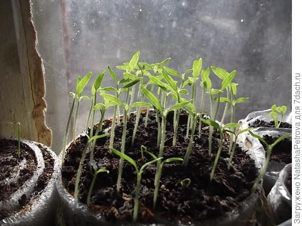 Рассада томатов в улитке