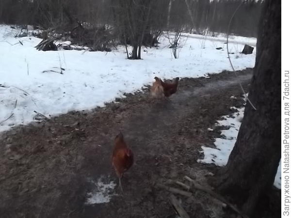 Снег у нас есть!