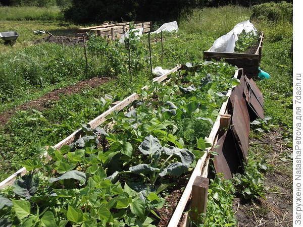 Уплотнённые посадки: капуста, кустовая фасоль и зелень