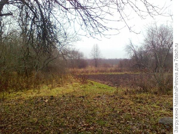 Огород до нашего вмешательства