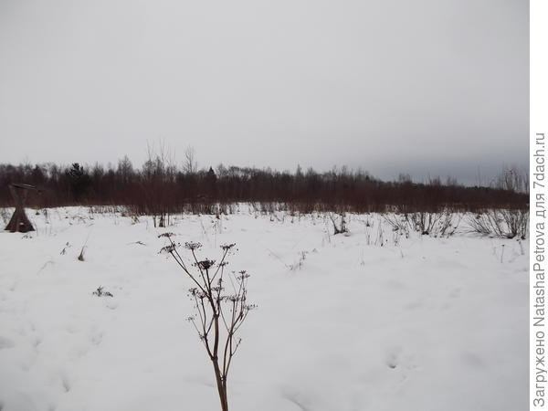 Предположительно - наш полевой участок