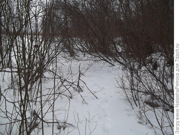 Заросшая речка