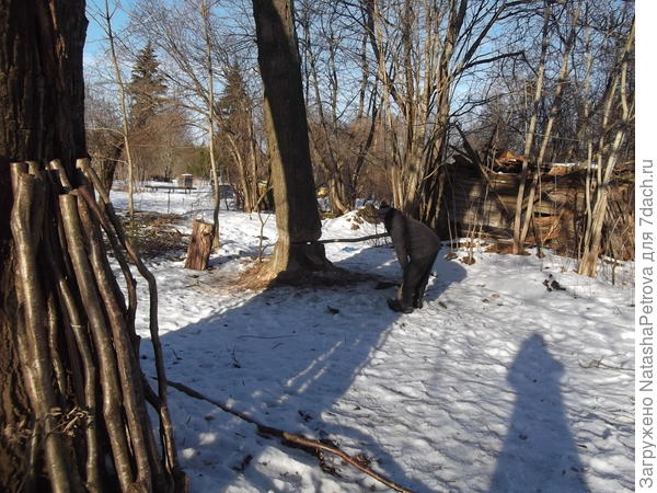 Klíny