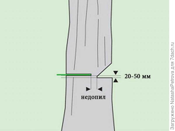 как срезать дерево бензопилой
