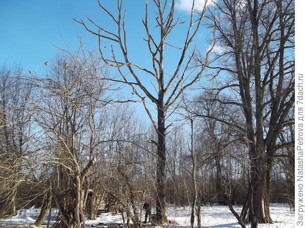 Úžasný den třetí. Strom stojí