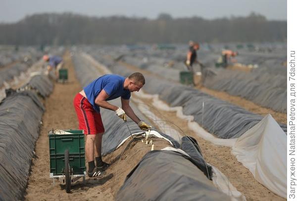 выращивание спаржи