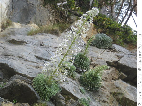 Цветущая камнеломка длиннолистная (Saxifraga longifolia Lapeyr). Фото с сайта species.wikimedia.org