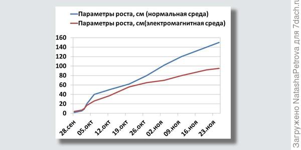 График развития растений. Фото из исследовательской работы Григория Здобнова, ученика 5-го класса СОШ №15 г. Находка