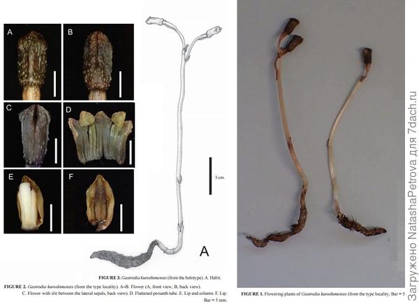 Gastrodia kuroshimensis. Фото с сайта http://solovejs.livejournal.com