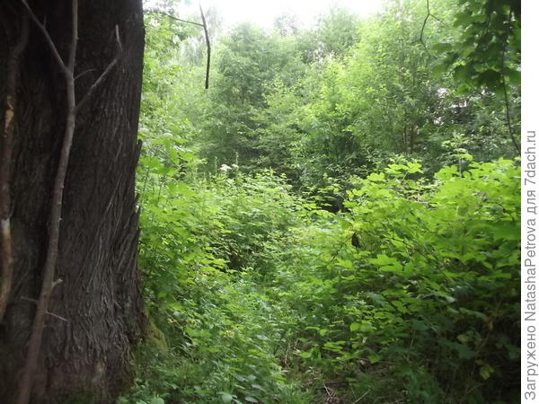 Часть нашего участка