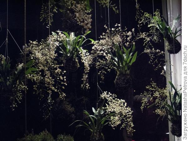 Кокэдама на европейский лад. Фото с сайта stringgardens.com