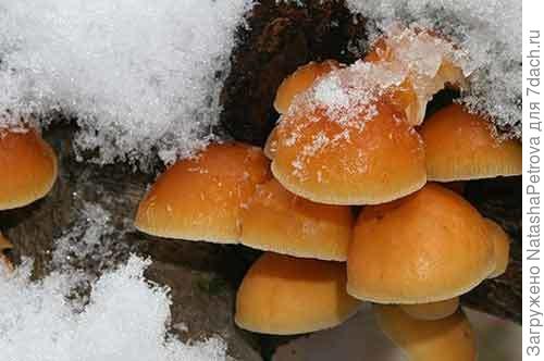 Фламмулина