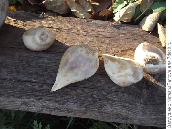 Доставшийся мне &amp;quot;луко-чеснок&amp;quot;