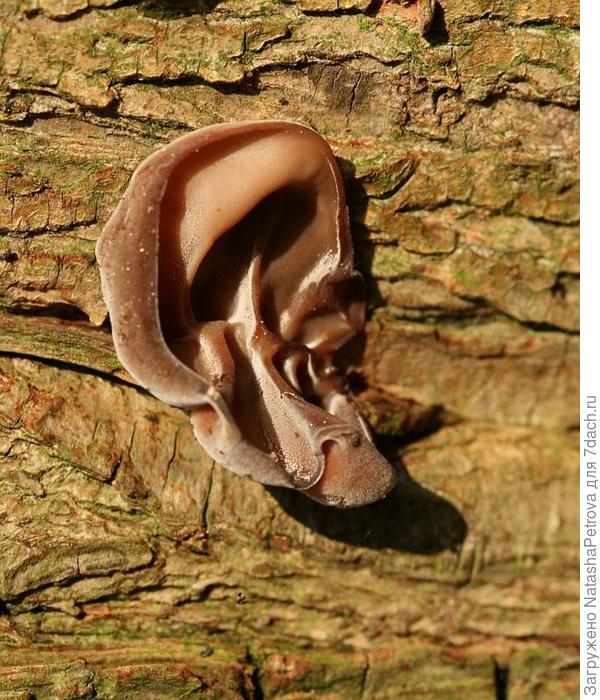 Аурикулярия уховидная (Иудино ухо)