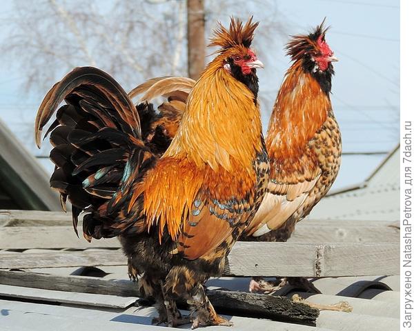 Павловские. Фото из интернета