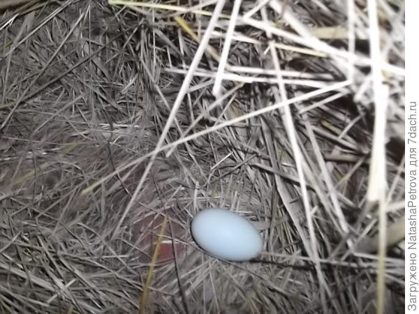 Яйцо. Голубовато-зелёное :)