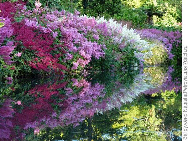 Астильба. Фото из интернета