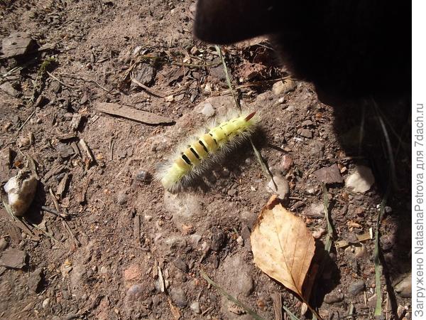 Шерстолапка стыдливая - это у неё название такое :)