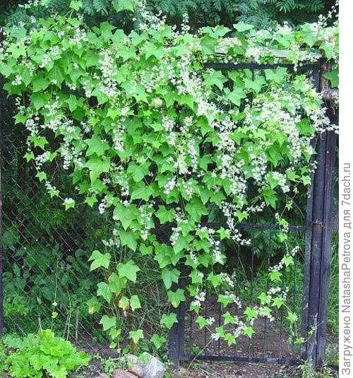 Не могу найти фото своего, поэтому из интернета